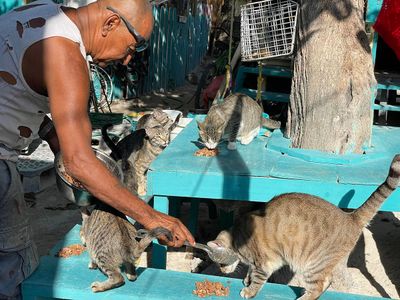 man feeding stray cats on a picnic table