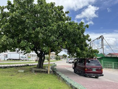 brown taxi van under a big tree