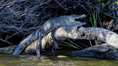 crocodile sitting on branch with mouth open