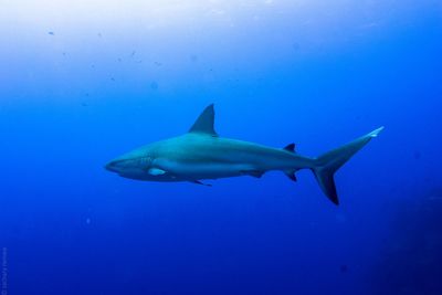 caribbean reef shark