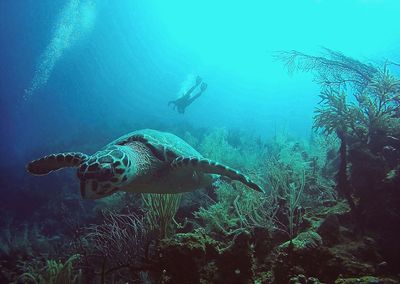 turtle swimming with diver in background