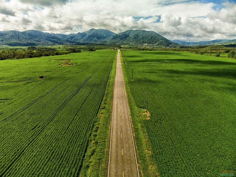 aerial view of highway with car and coconut trees along it