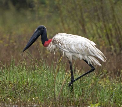 big bird with white body red neck and black head in swamp