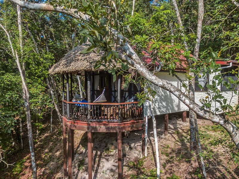 cabin with thatch roof in middle of jungle