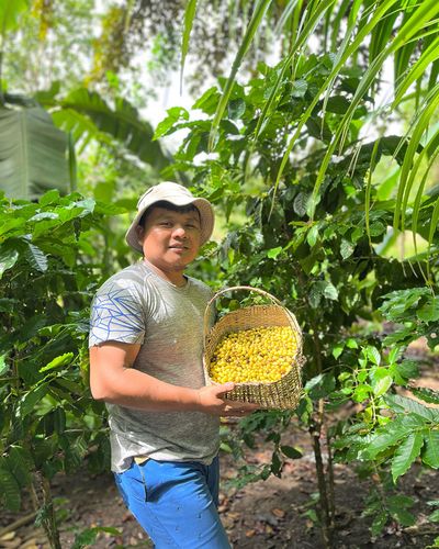 mayan man holding coffee beans in front of rainforest