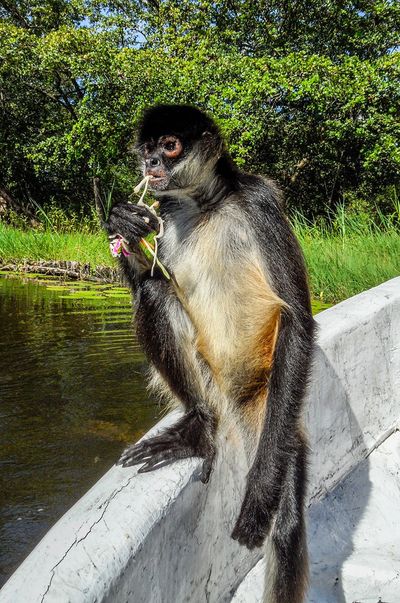 monkey posing while eating on boat